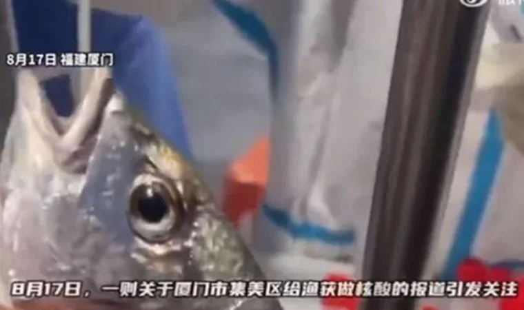 Çin'de balıklara Covid-19 testi