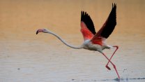 Bakan Kurum'dan Tuz Gölü'ndeki filamingolar ile ilgili açıklama: Flamingolar kurtuldu, göçe hazırlanıyor