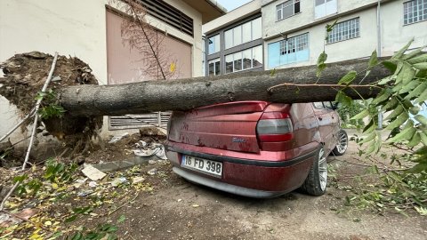 Bursa'da kuvvetli lodos ağaçları devirdi