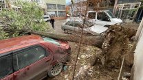 Bursa'da kuvvetli lodos ağaçları devirdi