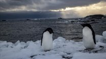 Çin'in buzkıran gemisi Şuelong 2, Antarktika seferine çıktı