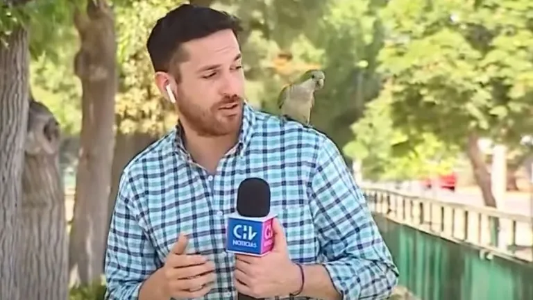 Şili'de muhabirin şok anları: Papağan canlı yayında muhabirin kulaklığını çaldı