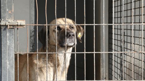 Eskişehir'de yasaklı ırk köpeklerin öldüğü iddia edilen barınak, hayvanseverlere açıldı