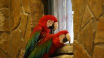 Kayseri'deki hayvanat bahçesi, ziyaretçilerini tropik kuşların cıvıltılarıyla ağırlıyor