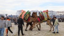 Burhaniye Belediyesi’nin organize ettiği deve güreşleri nefes kesti