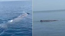 Tekne turunda balina sürprizi: Kameralar kaydetti