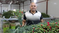 Isparta'da kesme çiçekten 15 milyon dolar ihracat hedefi
