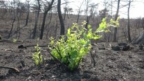 Çanakkale'de doğa yangından 1 ay sonra kendini yenilemeye başladı