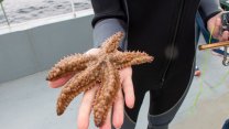 Müsilaj ve katil yosundan sonra Türk denizlerinde yeni tehdit: Atlantik denizyıldızı!