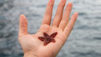 Müsilaj ve katil yosundan sonra Türk denizlerinde yeni tehdit: Atlantik denizyıldızı!
