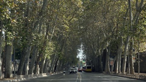 Dolmabahçe ve Çırağan Caddesi'ndeki çınar ağaçları yenilendi