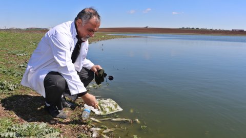 Diyarbakır'daki Kabaklı Göleti'nde tedirgin eden gelişme: Toplu balık ölümleri yaşanıyor!