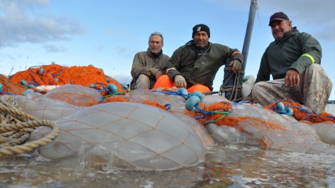 Akdeniz'de balıkçılar isyanda: Ağlarına balıktan çok denizanaları takılıyor!