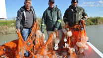Akdeniz'de balıkçılar isyanda: Ağlarına balıktan çok denizanaları takılıyor!
