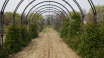 Edirne'de deneme bahçesinde yetiştirilen tıbbi aromatik bitkiler çiftçilere örnek oluyor