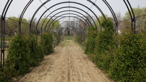 Edirne'de deneme bahçesinde yetiştirilen tıbbi aromatik bitkiler çiftçilere örnek oluyor
