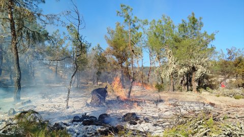 Sinop'ta çıkan orman yangınında 5 hektarlık alan zarar gördü