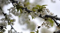 Uludağ'a bahar geldi: Kiraz çiçekleri açtı