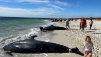 Avustralya’da 100’den fazla balina sahile vurdu