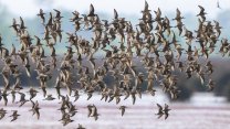 Kızılırmak Deltası nesli tehlike altındaki kuş türlerinin uğrak yeri oldu