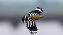 Kızılırmak Deltası nesli tehlike altındaki kuş türlerinin uğrak yeri oldu
