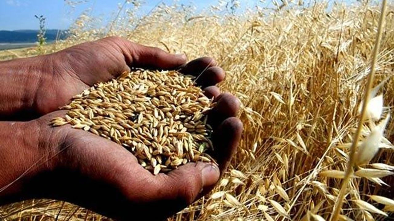 Türkiye'de buğday sıkıntısı olacak mı? Açıklama yapıldı